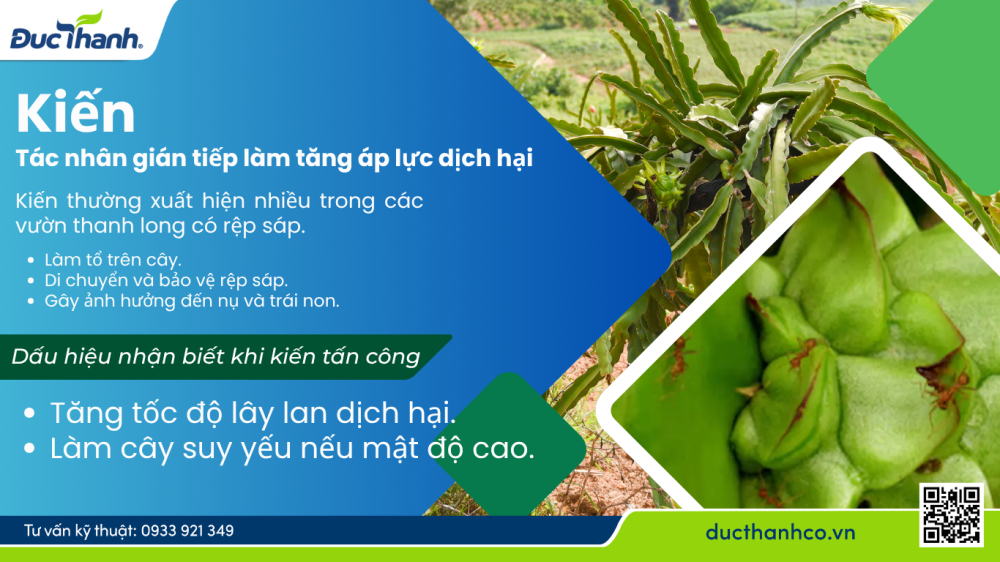 Hình 3. Kiến – Tác nhân gián tiếp làm tăng áp lực dịch hại