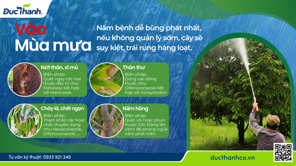 Hình 3. Chủ động phòng nấm bệnh trước khi bùng phát