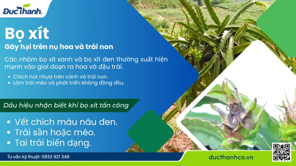 Hình 4. Bọ xít – Gây hại trên nụ hoa và trái non