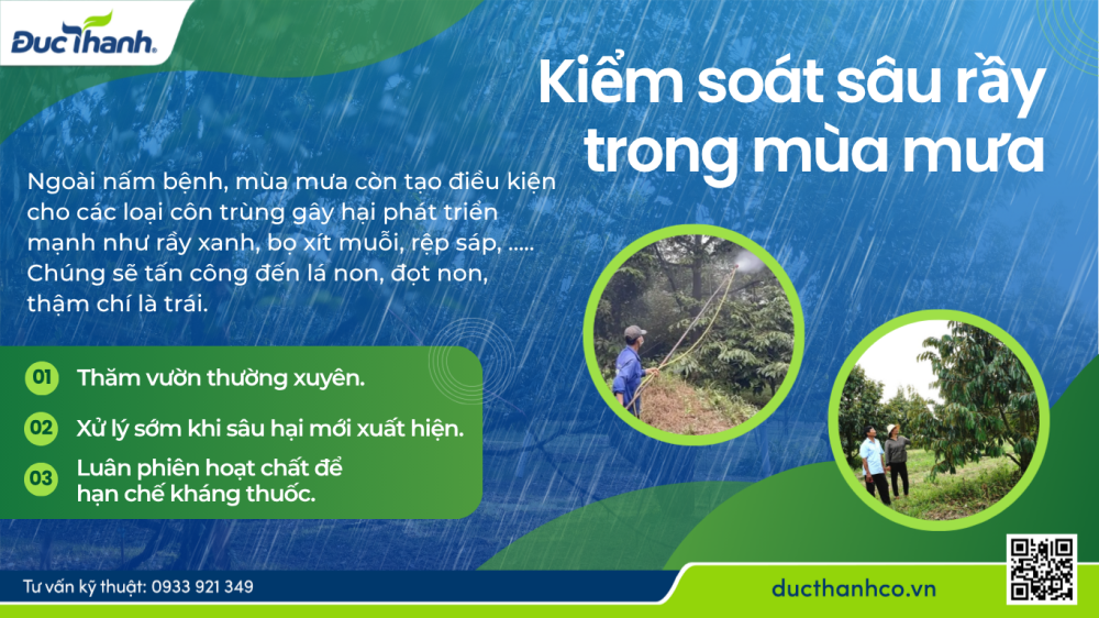 Hình 4. Kiểm soát sâu rầy trong mùa mưa