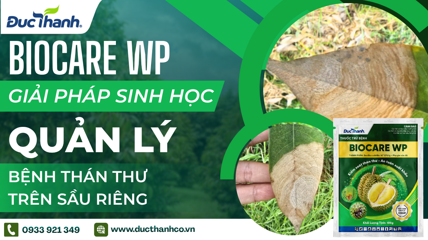 Hình 3. BIOCARE WP – Giải pháp sinh học hỗ trợ quản lý bệnh thán thư trên sầu riêng