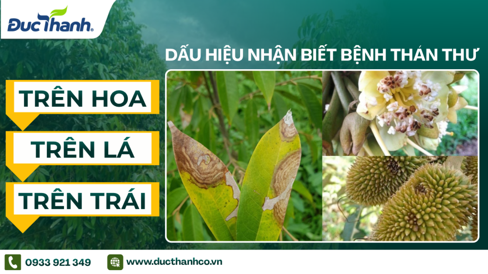 Hình 1. Dấu hiệu nhận biết bệnh thán thư trên sầu riêng