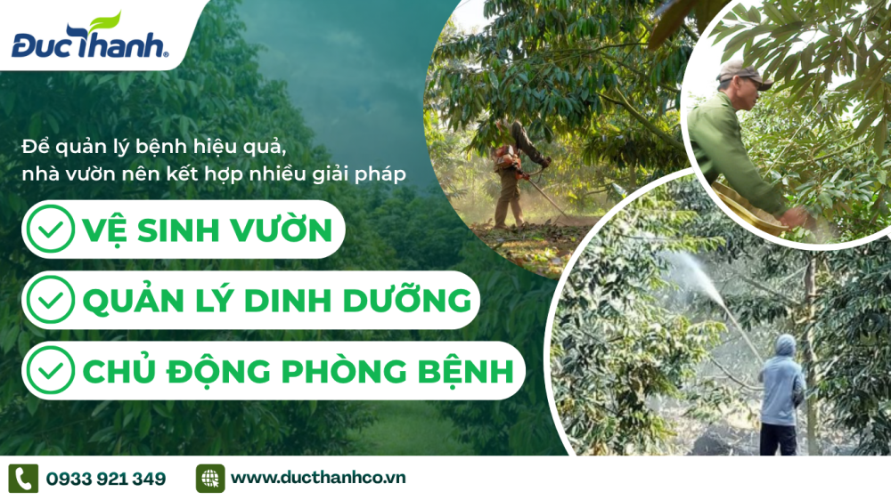 Hình 2. Biện pháp quản lý bệnh thán thư trên sầu riêng
