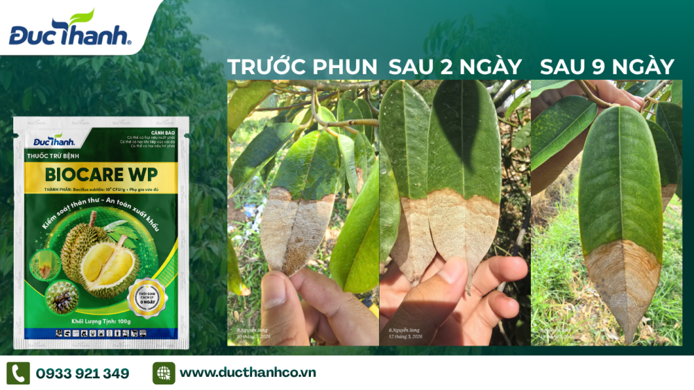 Hình 4. Hiệu quả thực tế khi sử dụng BIOCARE WP quản lý thán thư trên sầu riêng