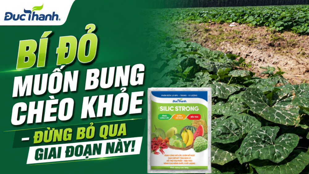 SILIC STRONG – Bí đỏ bung chèo khỏe, nhiều nhánh mang trái