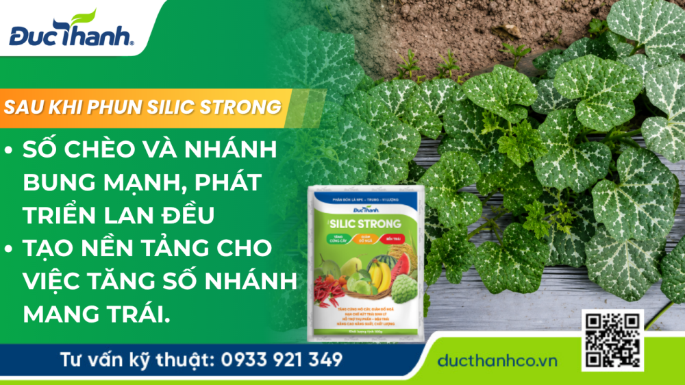 Hình 2. SILIC STRONG giúp bí đỏ bung chèo, phát triển nhánh