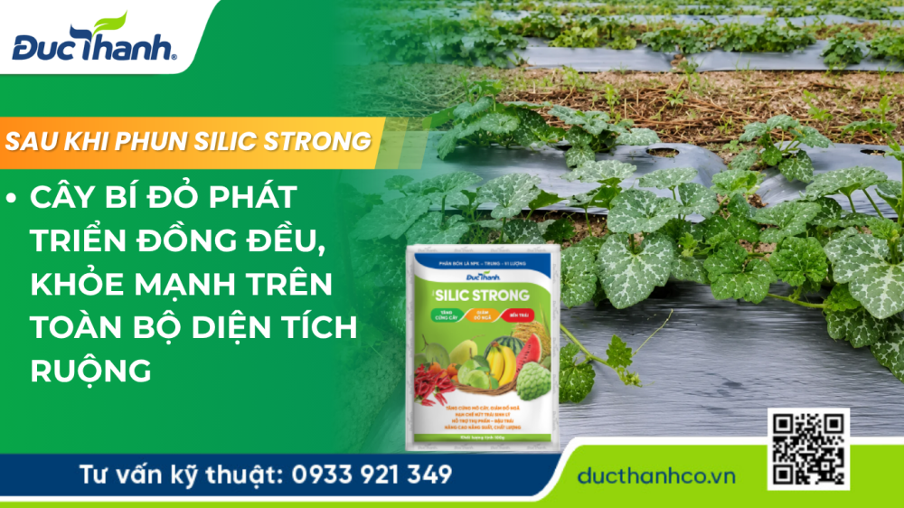Hình 3. SILIC STRONG – Hỗ trợ tạo nền tảng cho nhiều nhánh mang trái