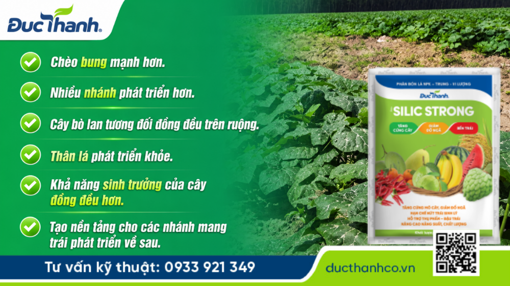 Hình 1. Kết quả thực tế khi sử dụng SILIC STRONG trên cây bí đỏ