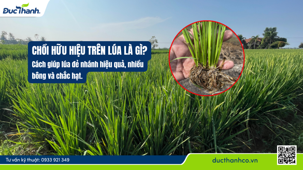 Chồi hữu hiệu trên lúa là gì? Vì sao lúa đẻ nhánh nhiều nhưng số chồi hữu hiệu lại thấp?